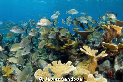 Cancun Reef by Javier Sandoval 
